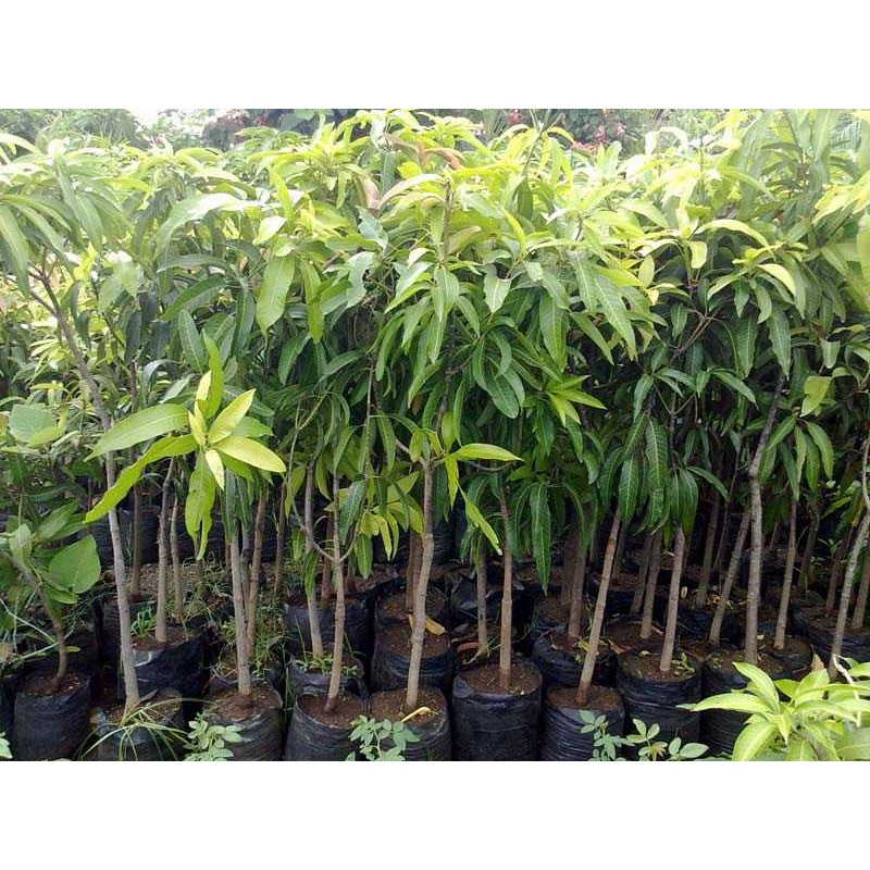 Himsagar Mango Plant|set of 1|set of 2|set of 4