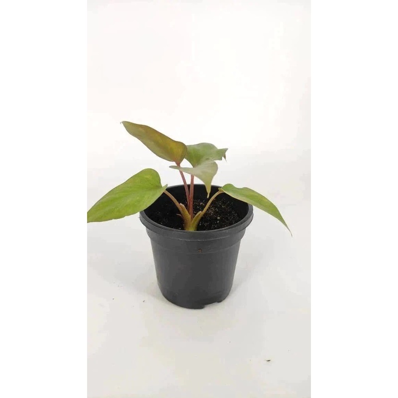 Homalomena Brown Chocolate plant with pot (set of 5)