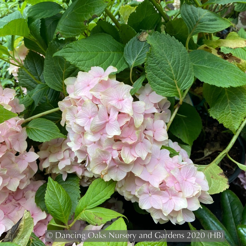Hydrangea macrophylla ‘All Summer Beauty’, Bigleaf Hydrangea
