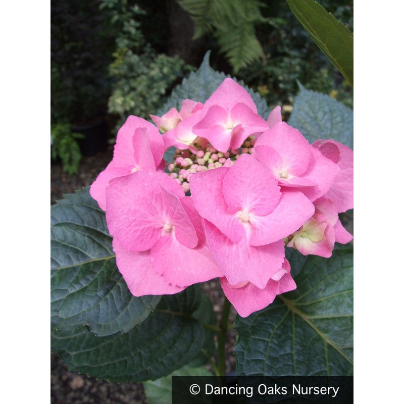 Hydrangea macrophylla ‘Teller Blue’ syn. ‘Blaumeise’, Lacecap Hydrangea