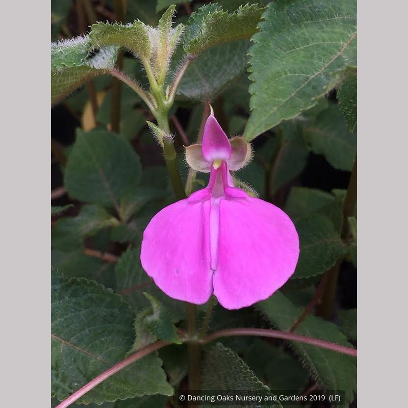Impatiens apiculata, Tender Impatiens