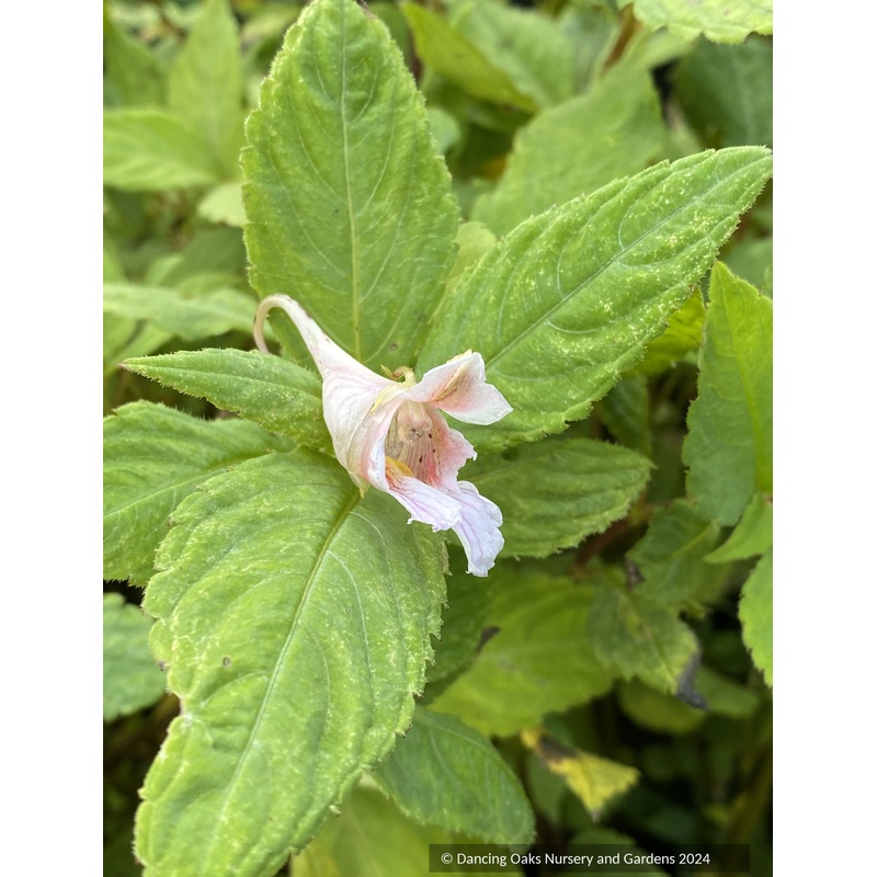 Impatiens oxanthera ‘Milo’, Hardy Impatiens