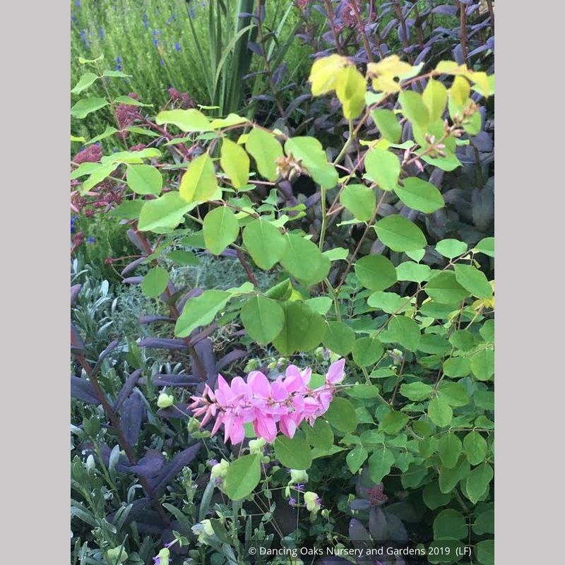 Indigofera kirilowii ‘Bernheim’, Bernheim Giant Chinese Indigo