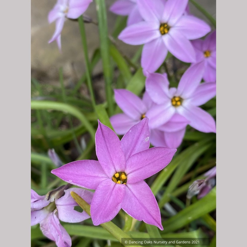 Ipheion uniflorum ‘Tessa’, Pink Star Flower