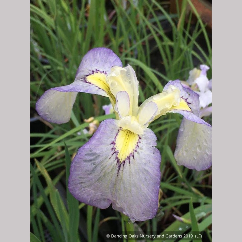 Iris pseudata ‘Tsukiyono’, Moonlit Field Iris
