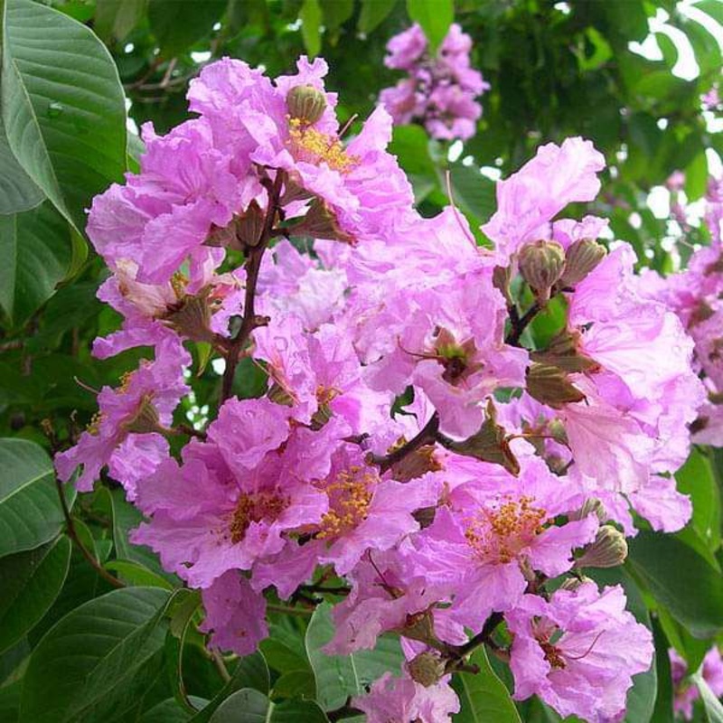 Lagerstroemia Speciosa