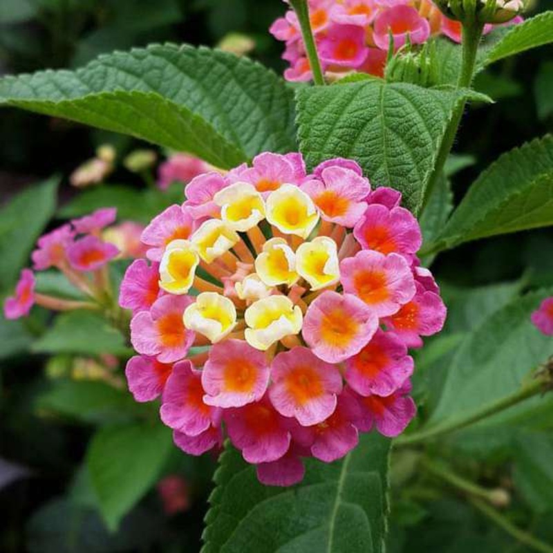 Lantana camara (Any Color) – Plant