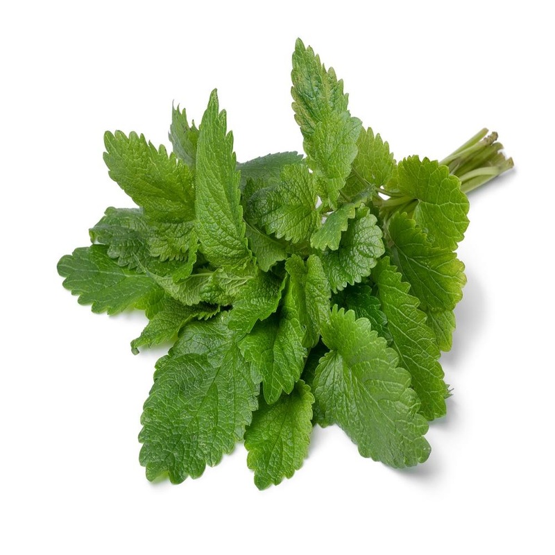Lemon Balm
