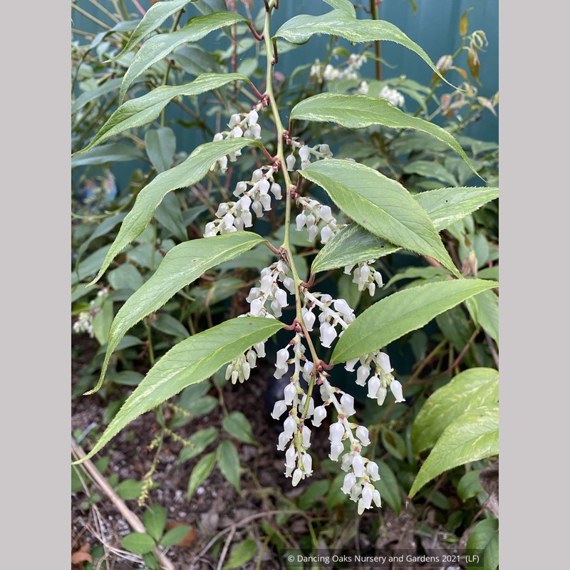 Leucothoe fontanesiana ‘Rainbow’