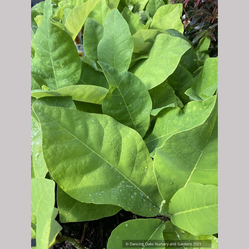 Magnolia macrophylla ssp ashei, Ashe’s Magnolia/Dwarf Bigleaf Magnolia