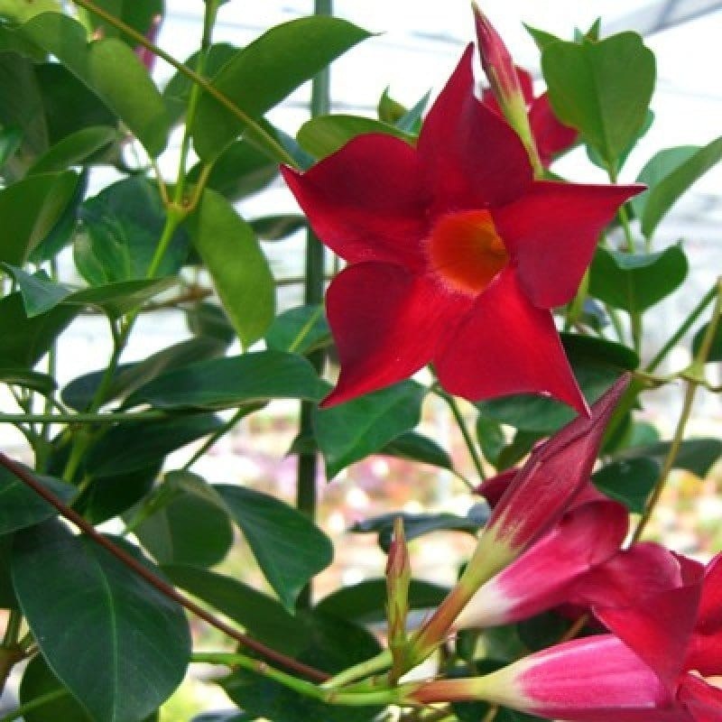 Mandevilla Plants