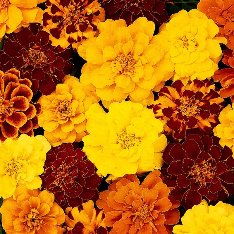 Marigold Durango Mix