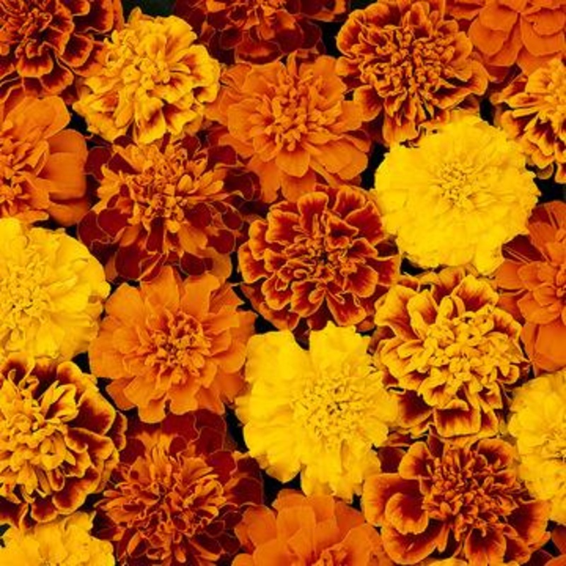 Marigold French Bonanza Mix