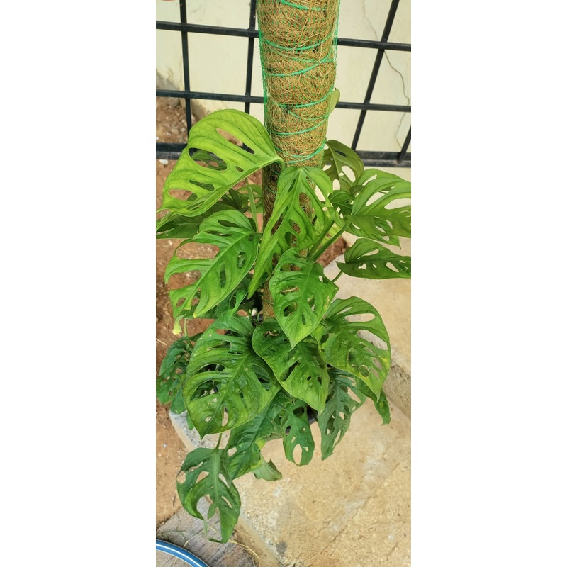 Monstera Deliciosa Plant