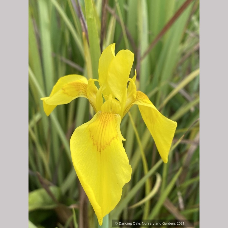 Moraea huttonii, Butterfly Iris