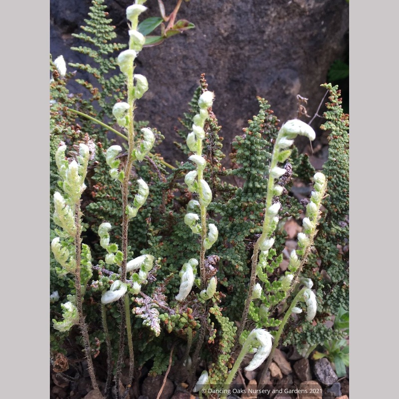 Myriopteris gracillima (syn. Cheilanthes gracillima), Lace Lip Fern