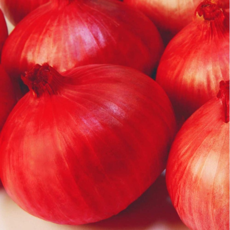 Onion Indam-4 (HY)
