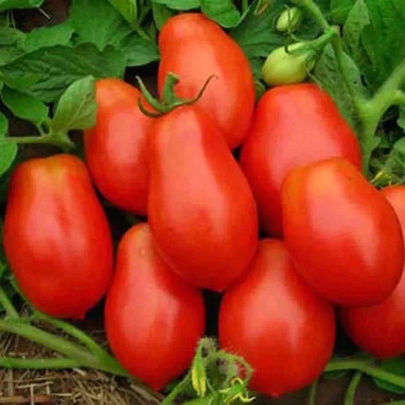 Organic Tomato Roma