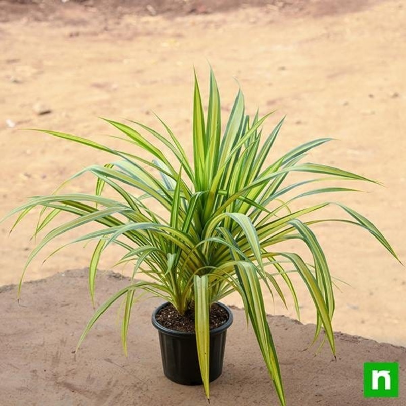 Pandanus Variegated (Golden) – Plant