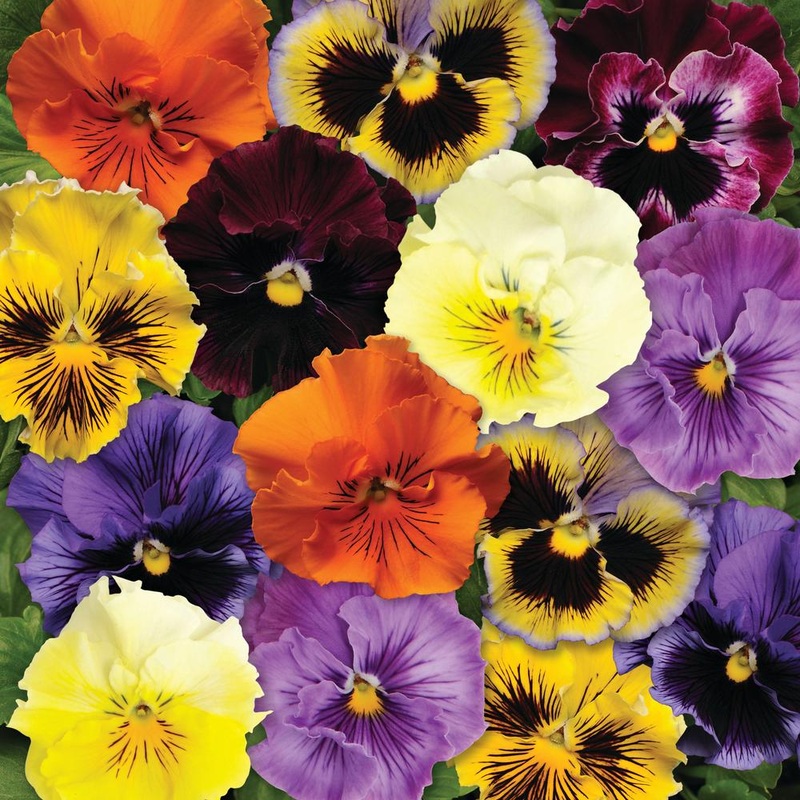 Pansy F1 Matrix Mix -HY