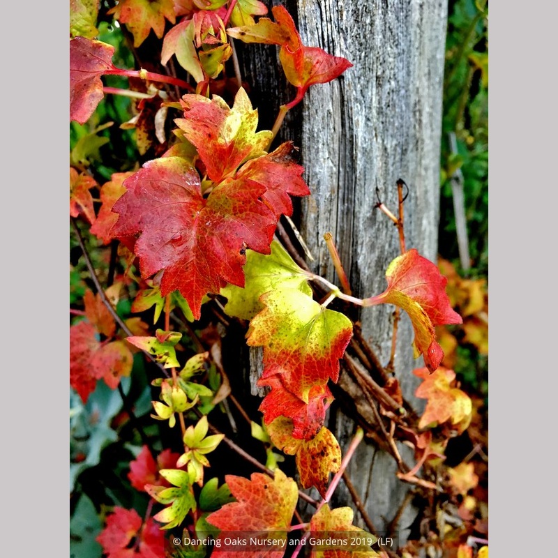 Parthenocissus sp. Dwarf Form, Dwarf Virginia Creeper