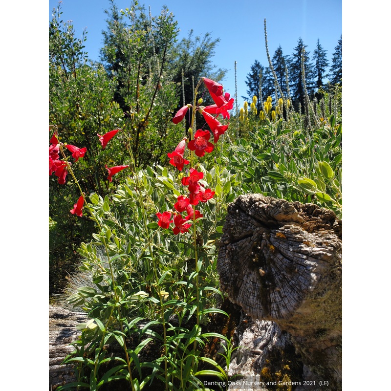 Penstemon ‘Firebird’, Hybrid Penstemon