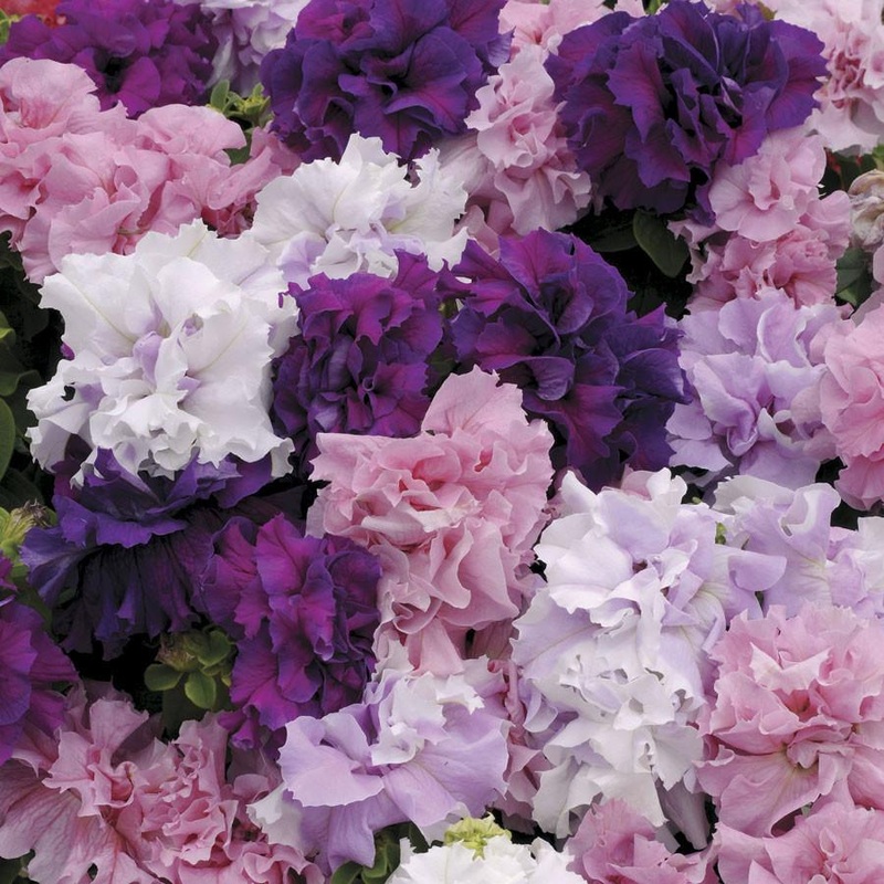 Petunia (DBL) Cascade Mix -HY