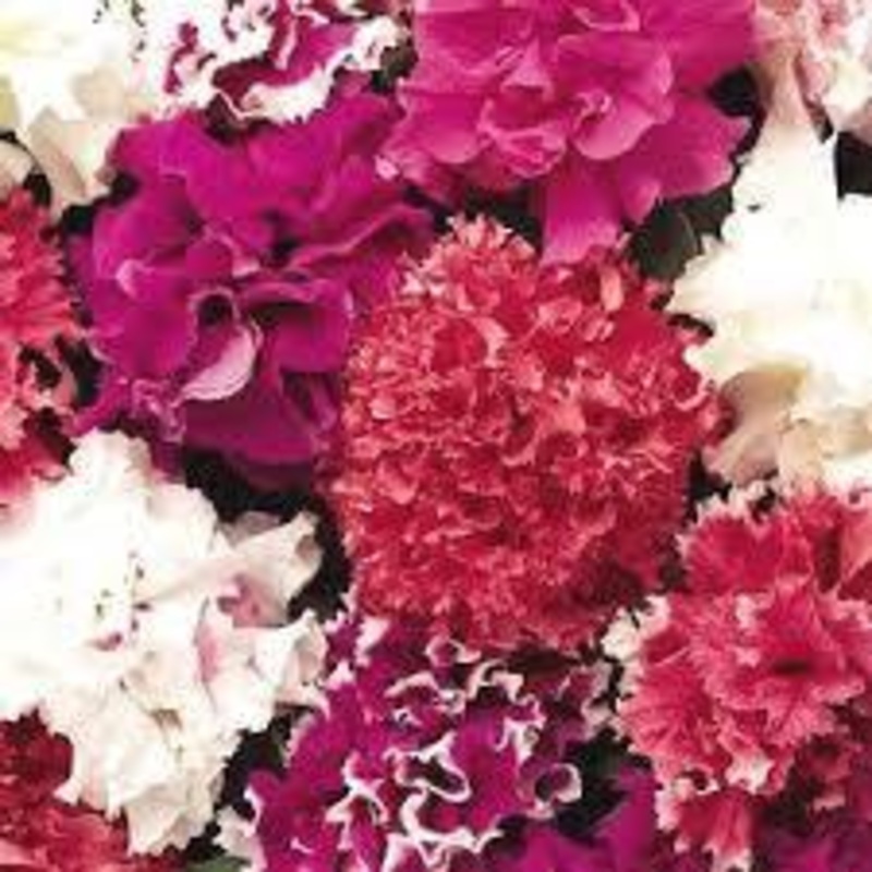 Petunia (DBL) Glorious Mix -HY