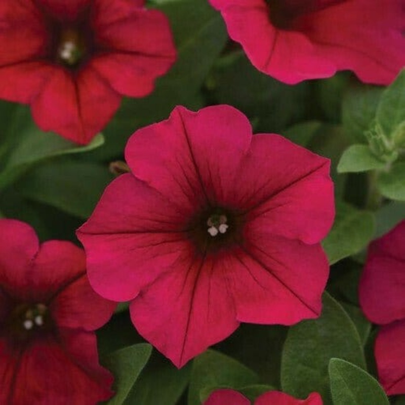 Petunia Mixed Seeds