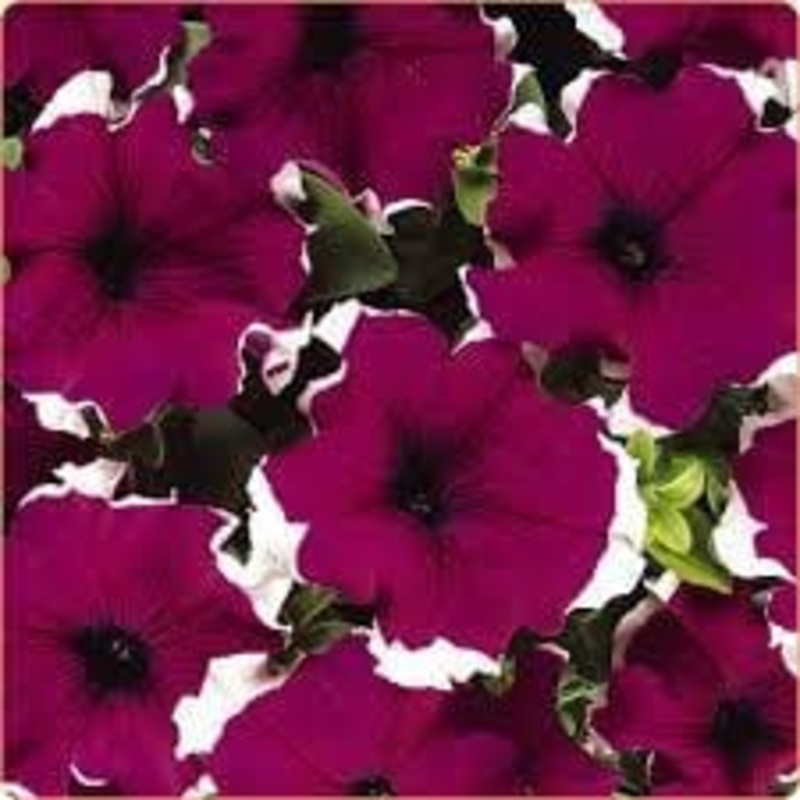 Petunia (SGL) Dreams Burgundy Picotee -HY