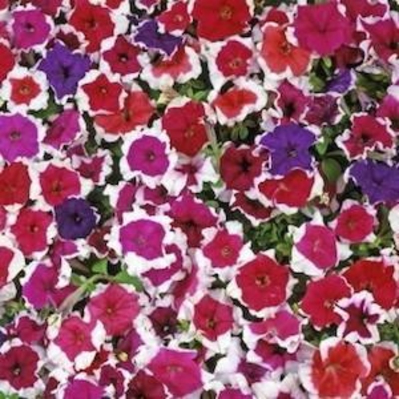 Petunia (SGL) Dreams Picotee Mix -HY