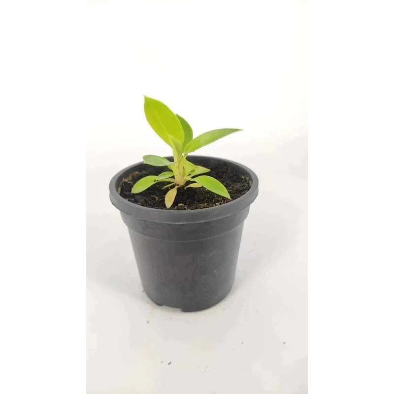 Philadendron Green Berkin plants with pot( set of 5)