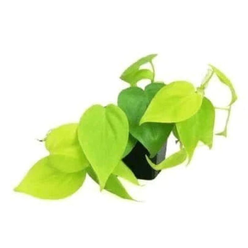 Philodendron Oxycardium Golden Plant