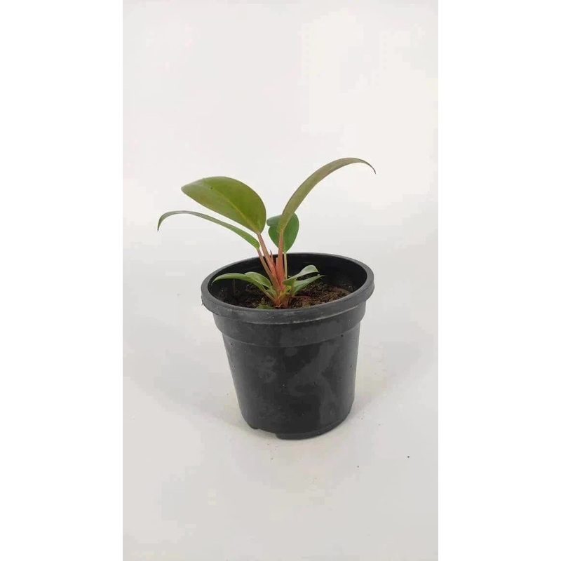 Philodendron Red Congo plant with pot ( set of 5)