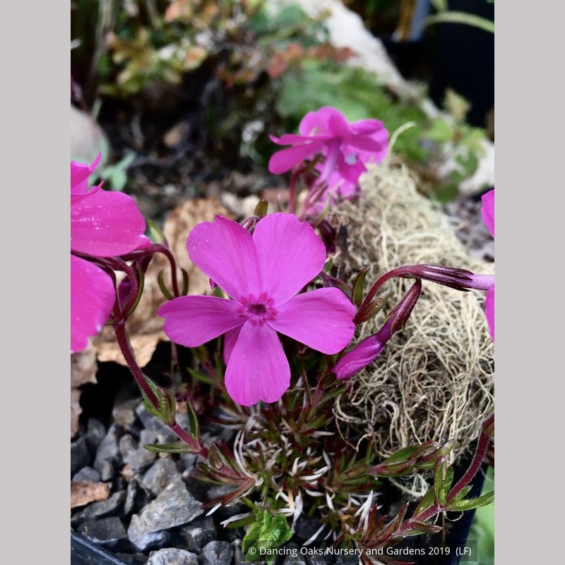 Phlox ‘Rice Creek’, Moss Phlox