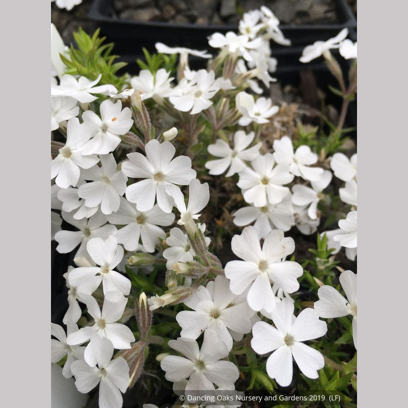Phlox subulata ‘Schneewittchen’, Creeping Phlox