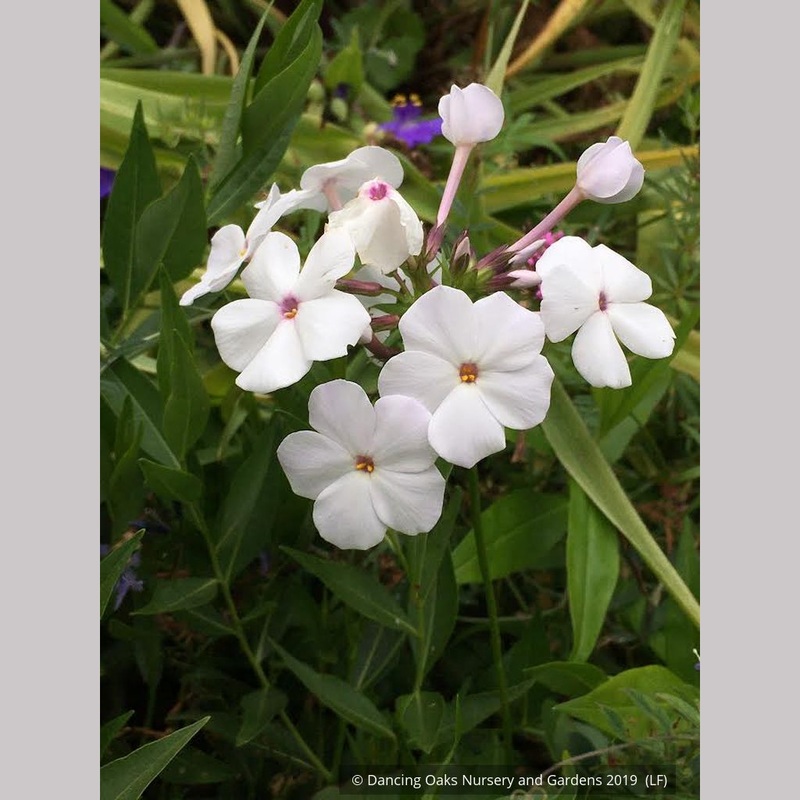 Phlox x ‘Minnie Pearl’, Minnie Pearl Phlox