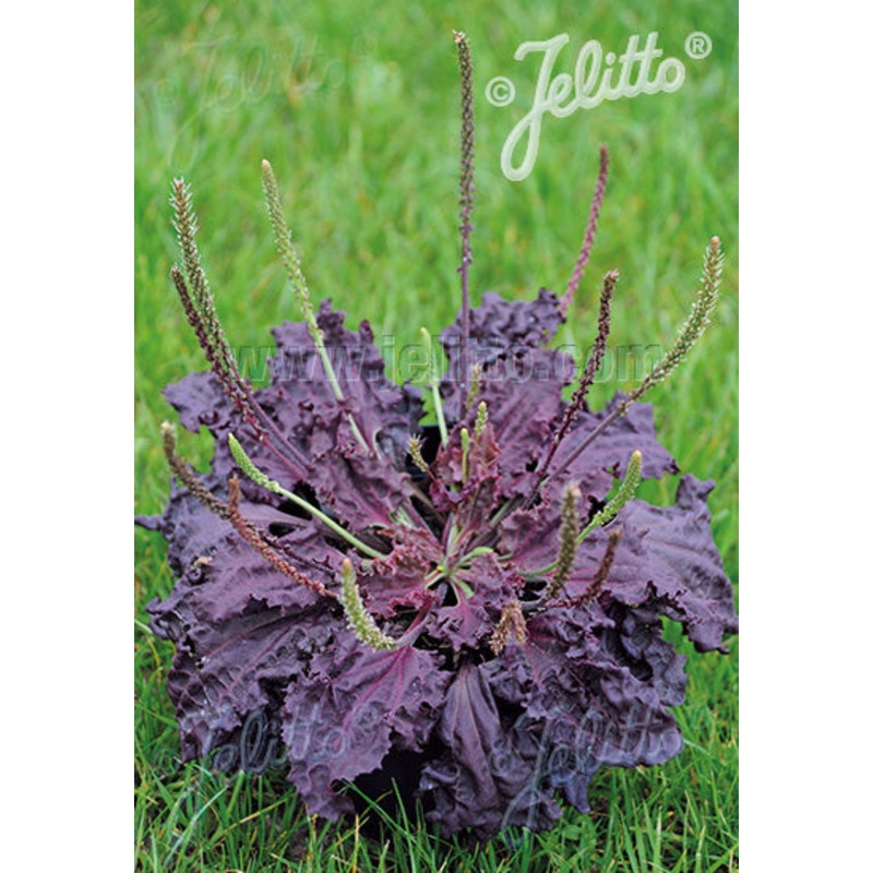 Plantago major ‘Purple Perversion’, Purple Leaf Plantain