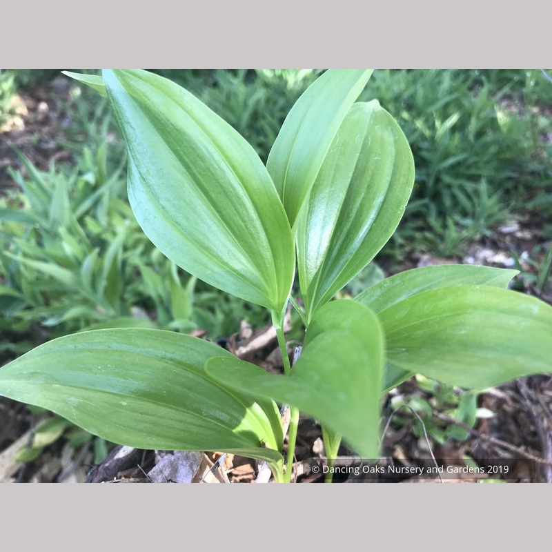 Polygonatum hirtum, Solomon’s Seal