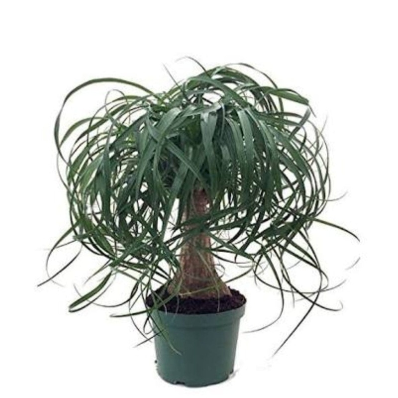 Pony Tail Palm  Nolina Palm  Elephant foot plant