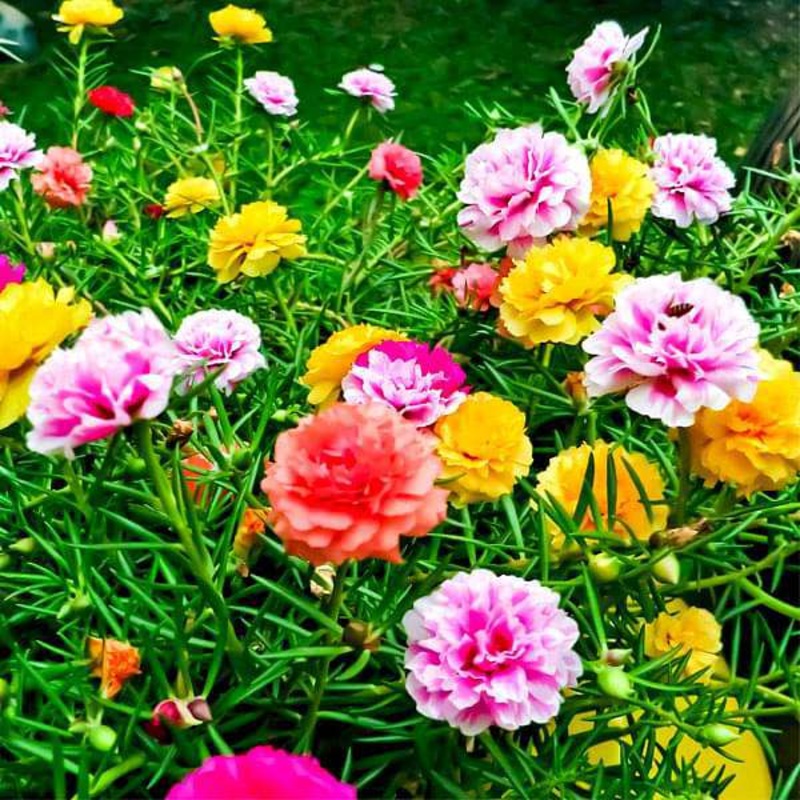 Portulaca F1 Hybrid Mixed Color – Flower Seeds
