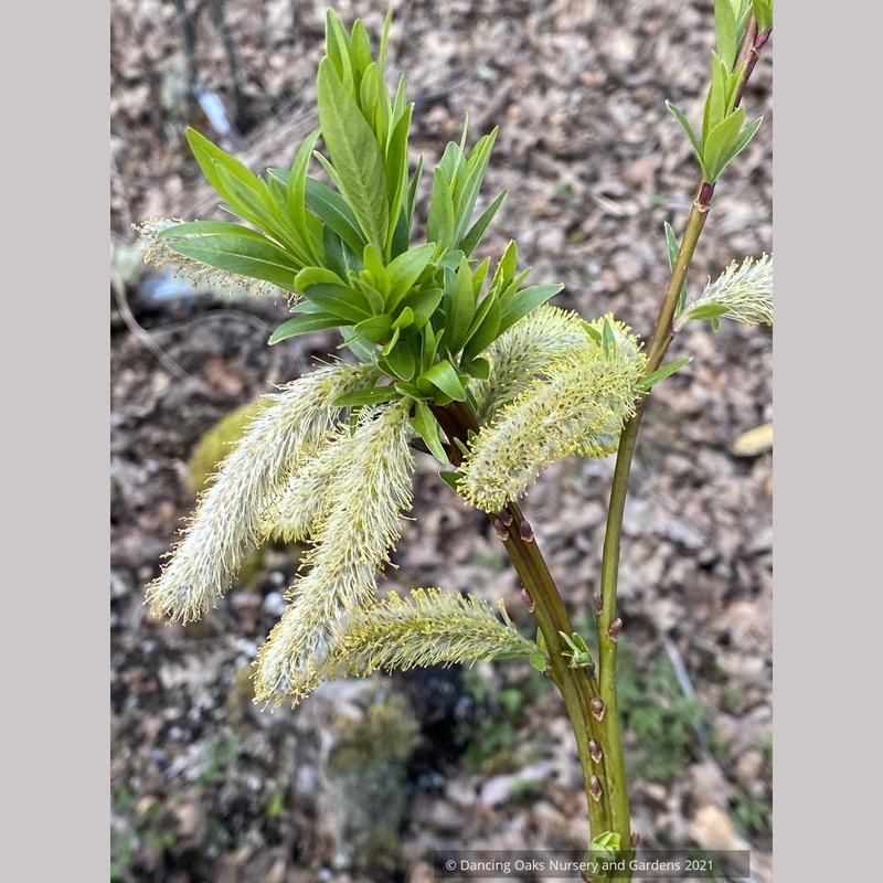Salix udensis ‘Sekka’, Fantail Willow