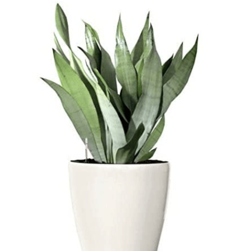 Sansevieria Moonshine – Snake Plant
