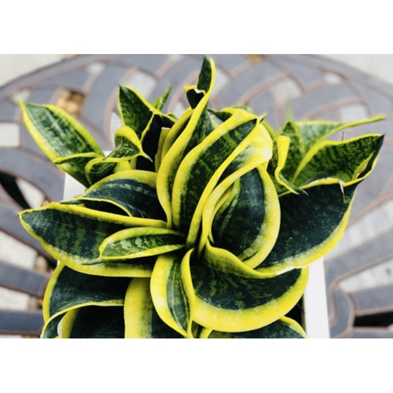 Sansevieria Tornado Plant, Snake Plant Tornado
