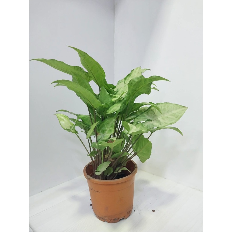 Set of 5 Big white Syngonium plant with pot