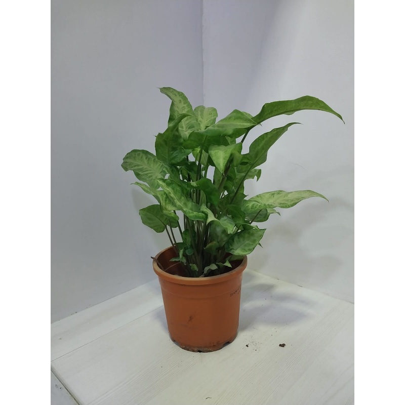 Set of 5 White Yami Syngonium plant with pot