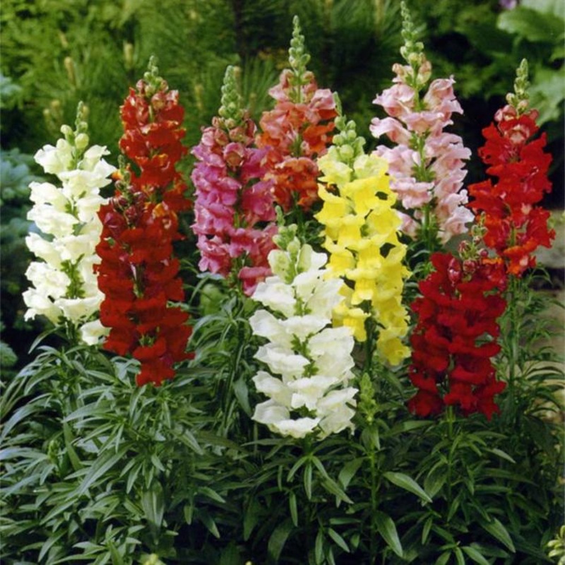 Snapdragon Dwarf F1 Snap Shot Seeds