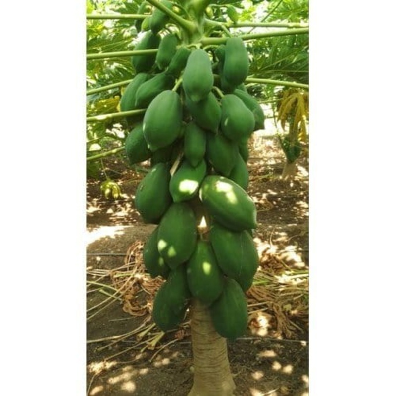 Taiwan Papaya Plant