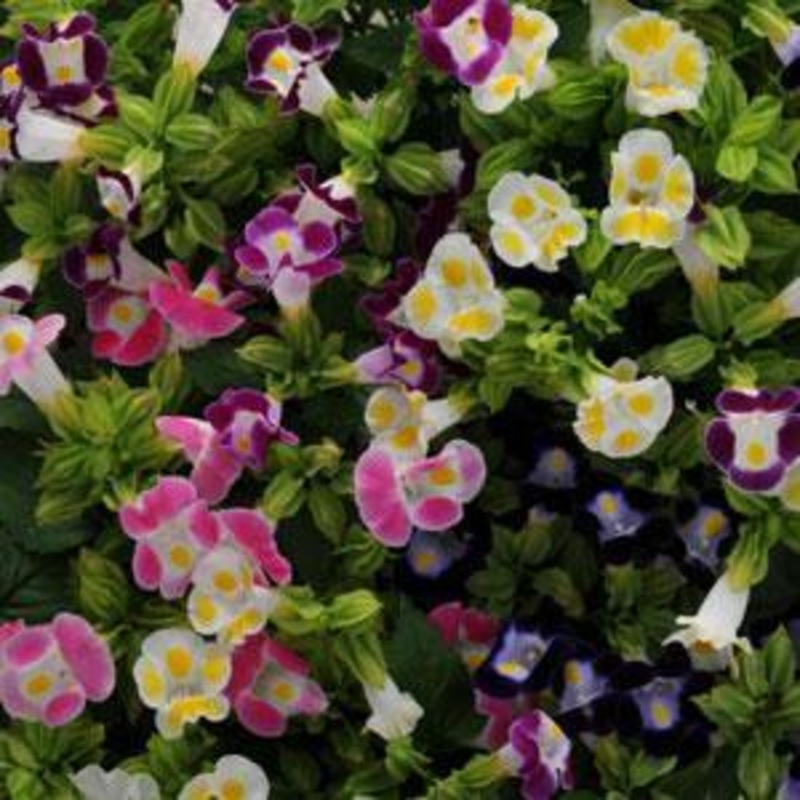 Torenia Kauai Mix-HY