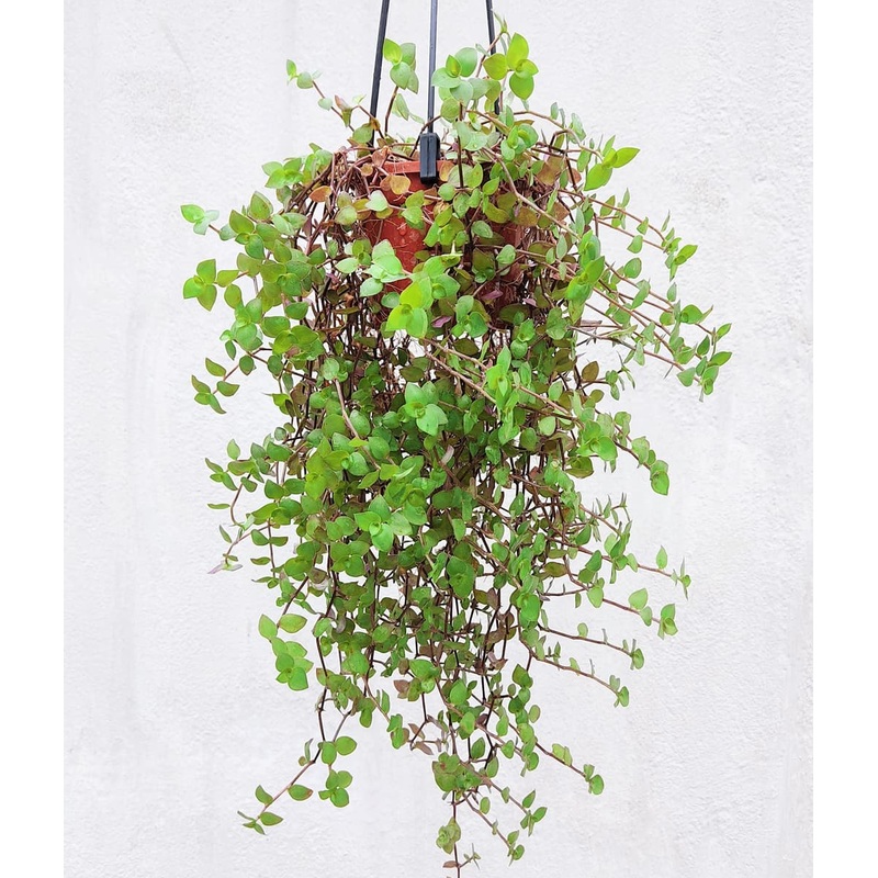 Turtle Vine  Callisia Repens